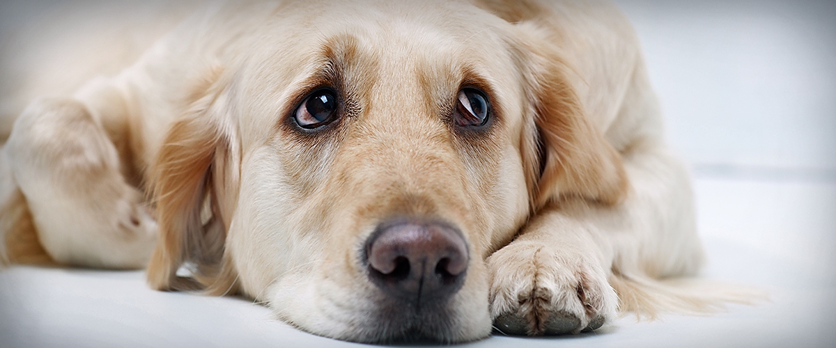 Blahungen Beim Hund 4 Hausmittel Und 6 Tipps