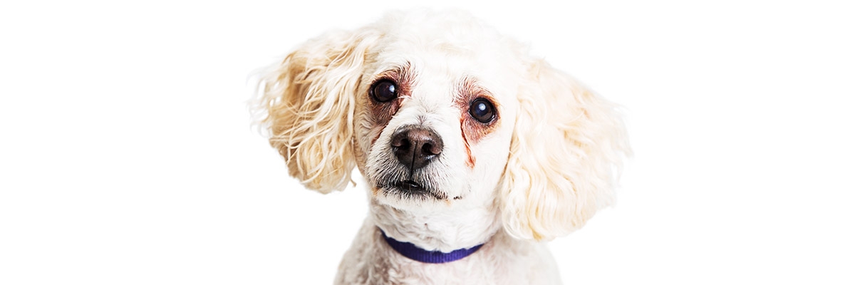 Erkrankungen Am Tierauge Grauer Und Gruner Star Trockenes Auge Etc