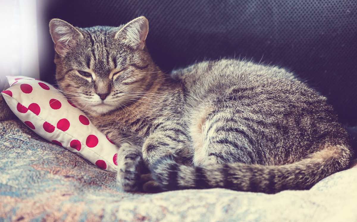 Si has decidido adoptar o comprar un gato, tienes que tener en cuenta muchas. 8 Razones Para Elegir A Un Gato Como Animal De Compania Style By Shockvisual