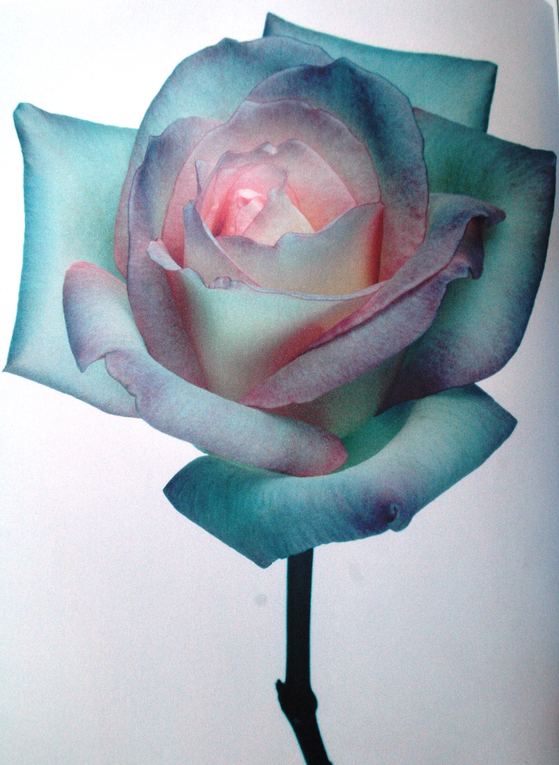 dsc_6953.jpg?fit=878,1200&ssl=