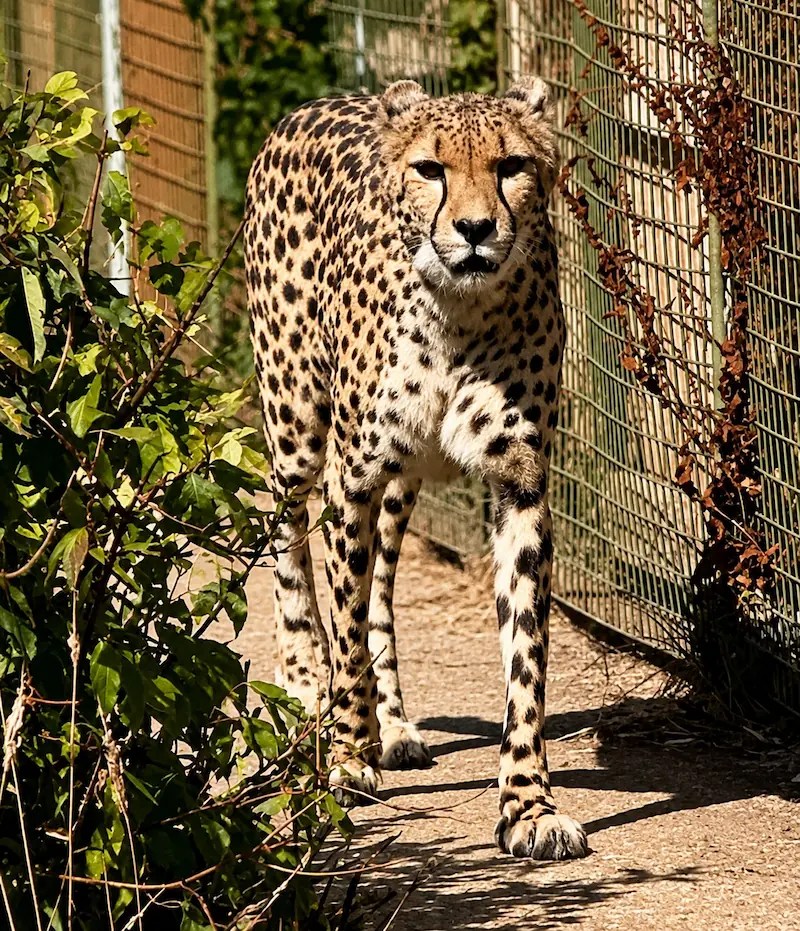 Cheetah walking along the edge of its enclosure at The Big Cat Sanctuary