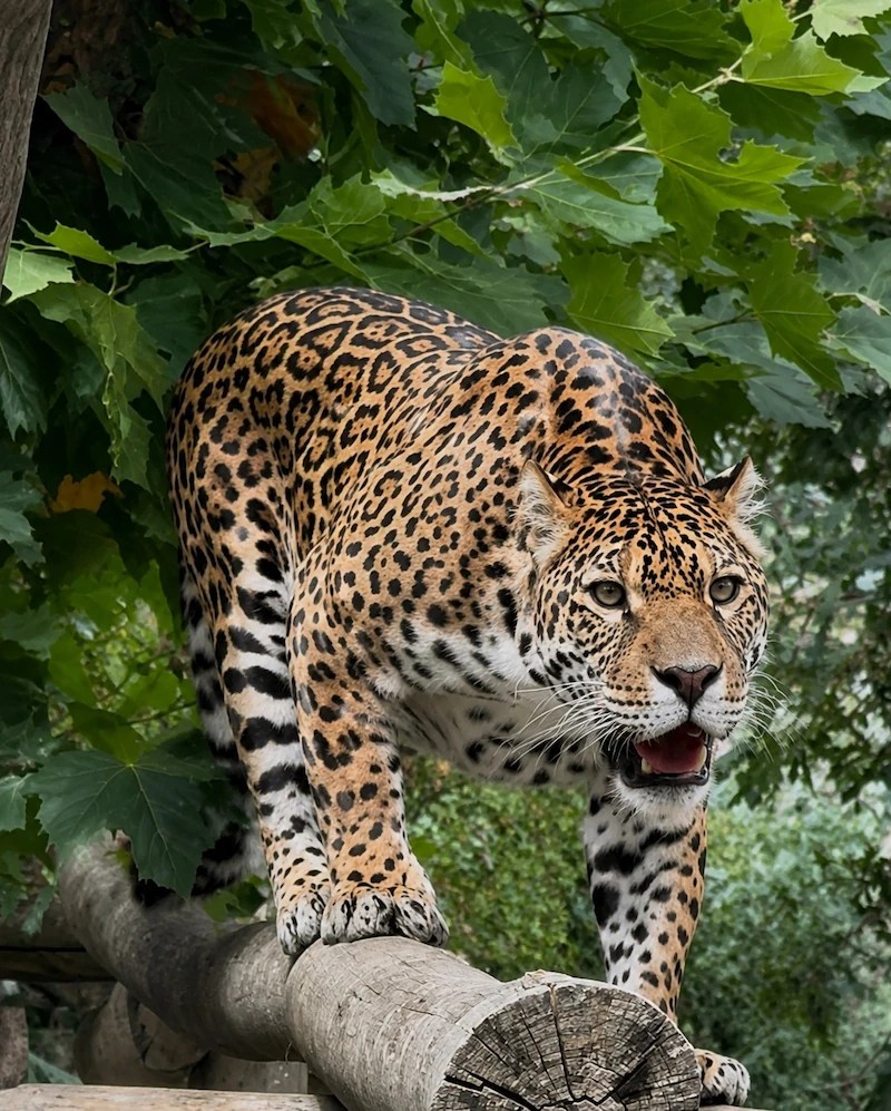 Jaguar standing on a fallen log at The Big Cat Sanctuary