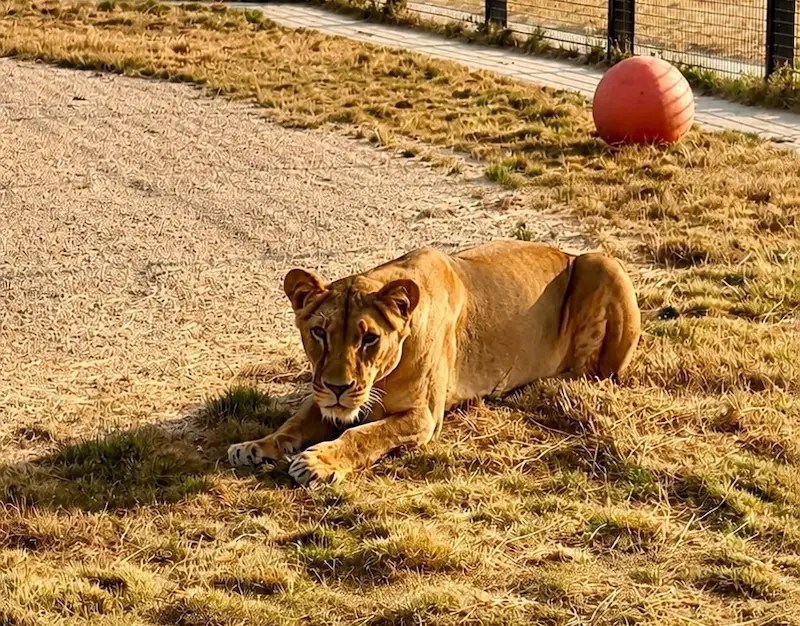 Lioness lying in the evening sun in her enclosure at The Big Cat Sanctuary