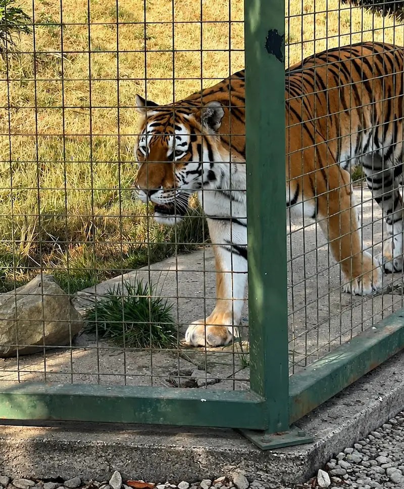 Tiger walking through its enclosure at The Big Cat Sanctuary in Kent
