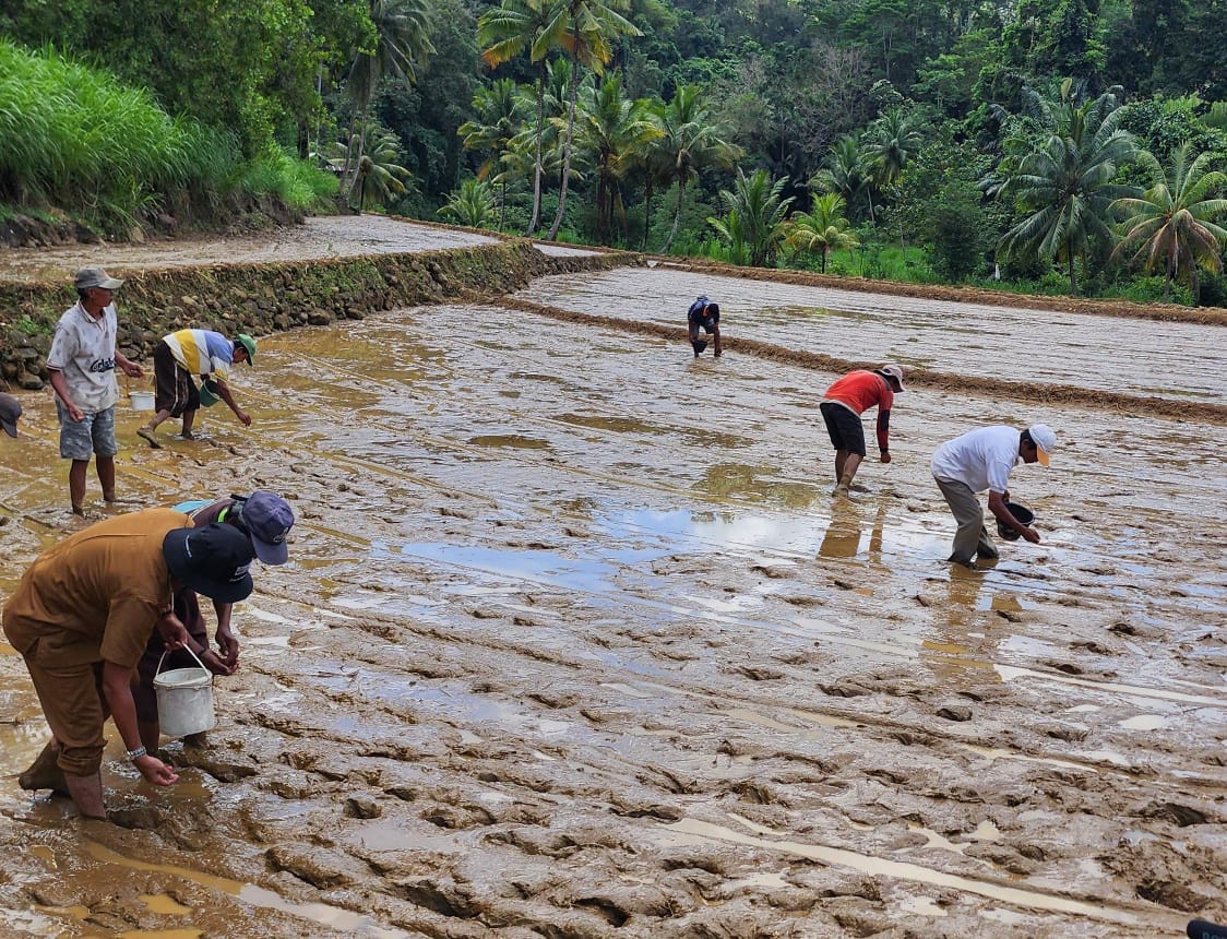 Program Pompanisasi