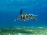 Maldives Fish Guide Fish Id Powered Sub Oceanic
