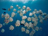 Maldives Fish Guide Fish Id Powered Sub Oceanic