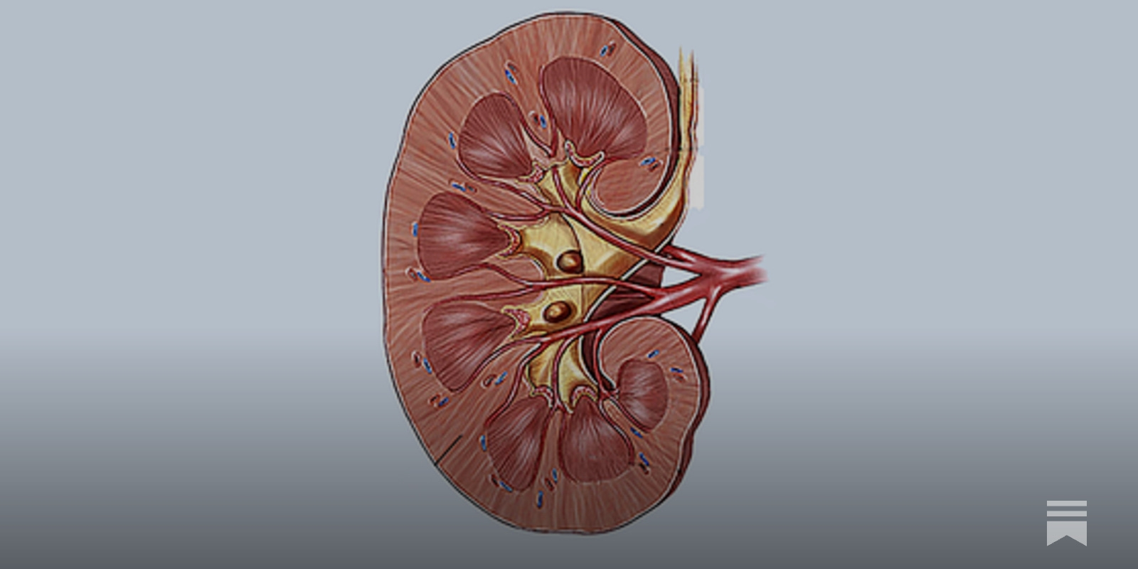 My Left Kidney - by Scott Alexander - Astral Codex Ten