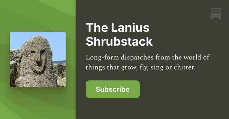 Le Shrub Substack - Dark Patterns - Amazing Full HD Collection