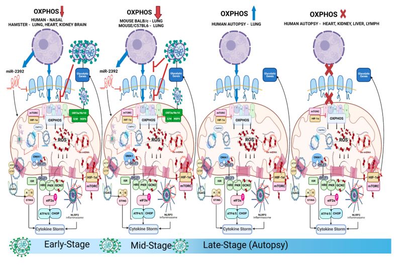 Long Haul Covid Caused By Mitochondria Damage Study Finds Ps Fitness - Premium Light Background Gallery - Retina