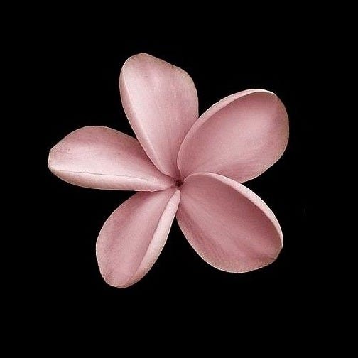 Ella Risbridger Substack - Best Ocean Textures in 8K