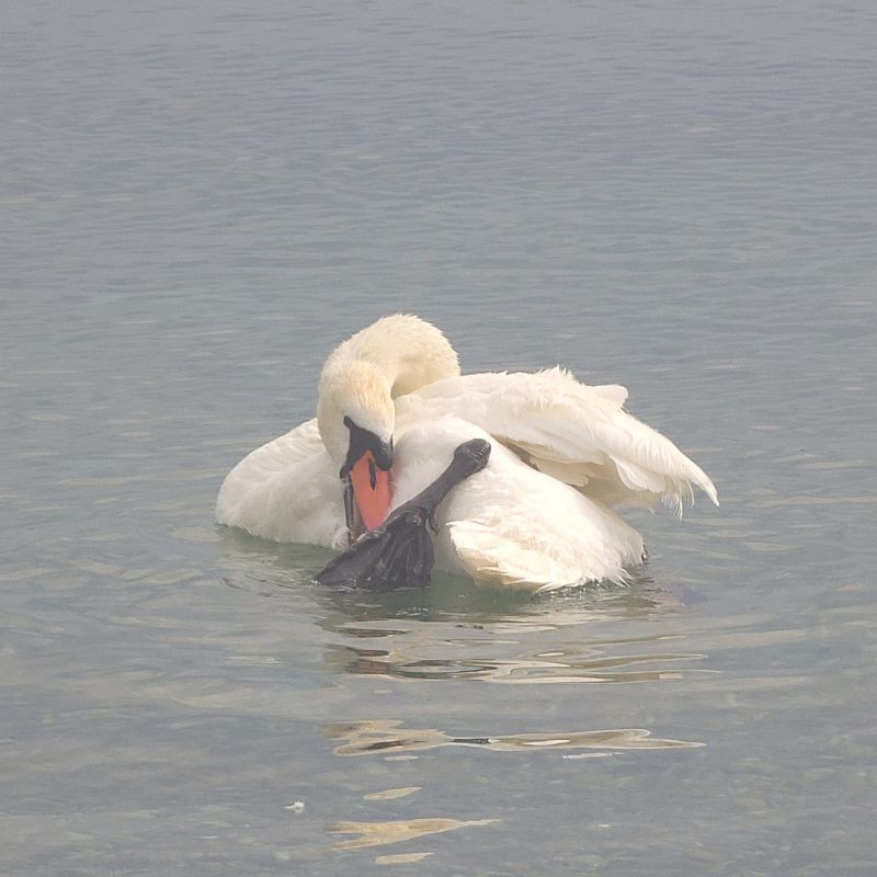 Join Sub Club S Subscriber Chat - Elegant High Resolution Colorful Images | Free Download