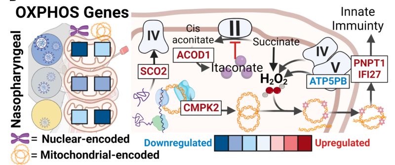 Long Covid Are Mitochondria To Blame For Fatigue After Exercise - Gradient Backgrounds - Classic 8K Collection