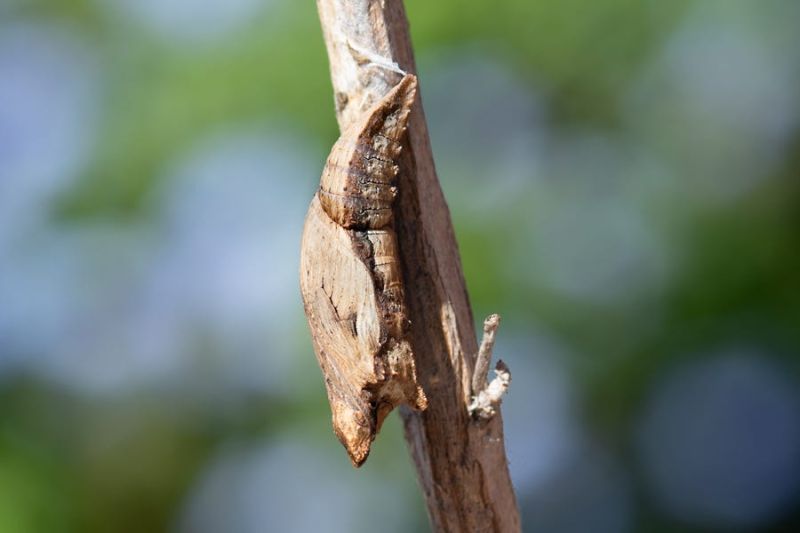 Swallowtales Hannah Holm Substack - Best Mountain Photos in High Resolution