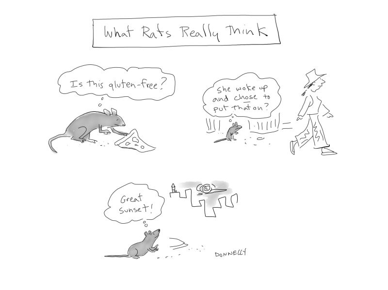 Vore Joke Witty Caption - HD Space Photos for Desktop