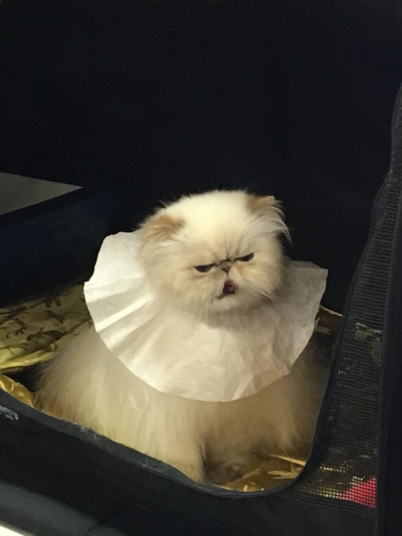 Mary Flannery Substack - Beautiful High Resolution Mountain Arts | Free Download