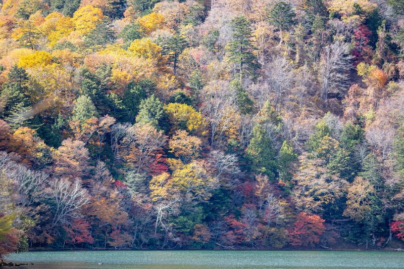 Fall In Japan Shutterbug - Space Backgrounds - Professional 8K Collection