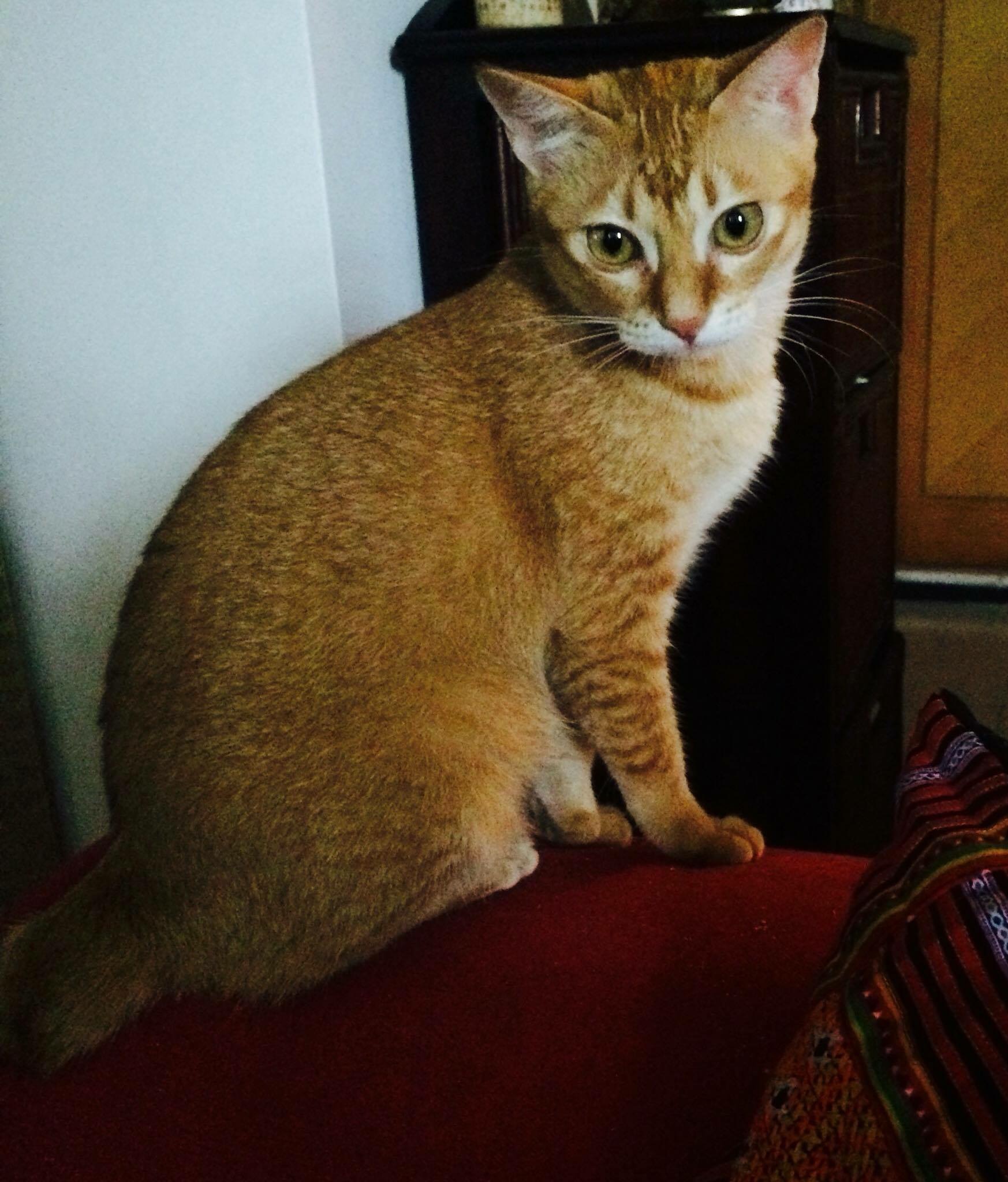 Jen Fulton- Consultation, Hong Kong