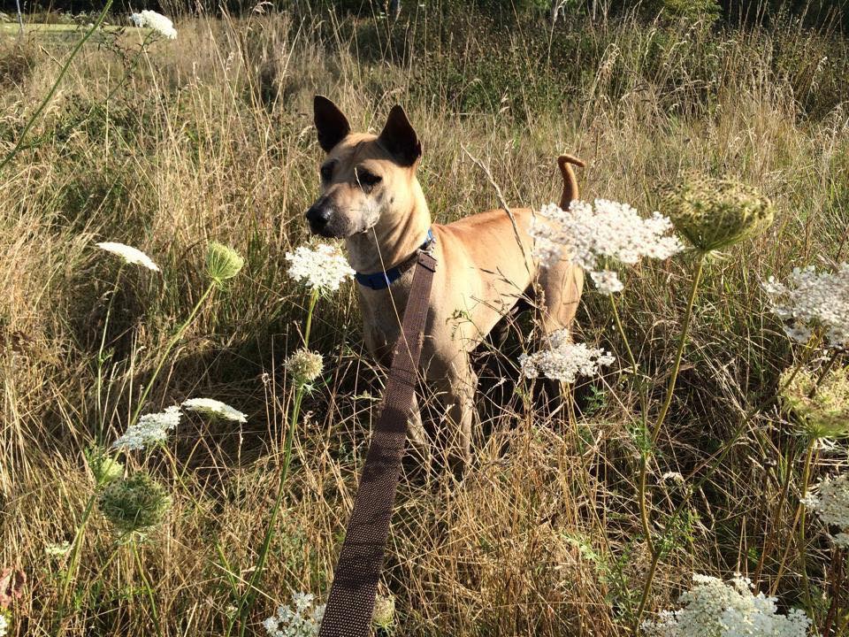 Tiffany Sullivan- Basic Animal Communication Course