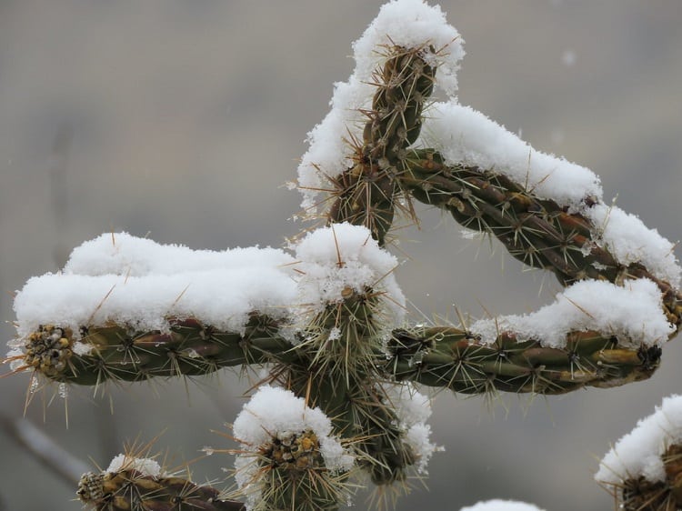 Best prices and satisfaction guaranteed. Can Cactus Plants Survive Freezing Temperatures / As