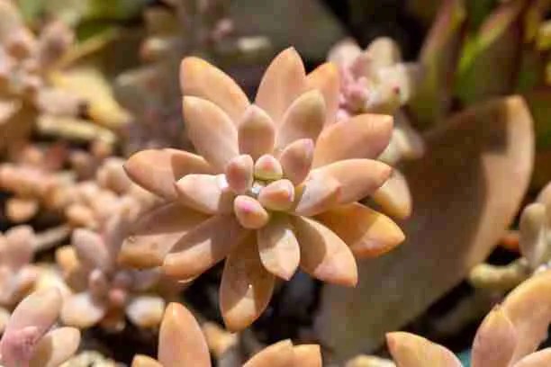 Sedum adolphii - right from Mexico! - Succulent Hub - everything about ...