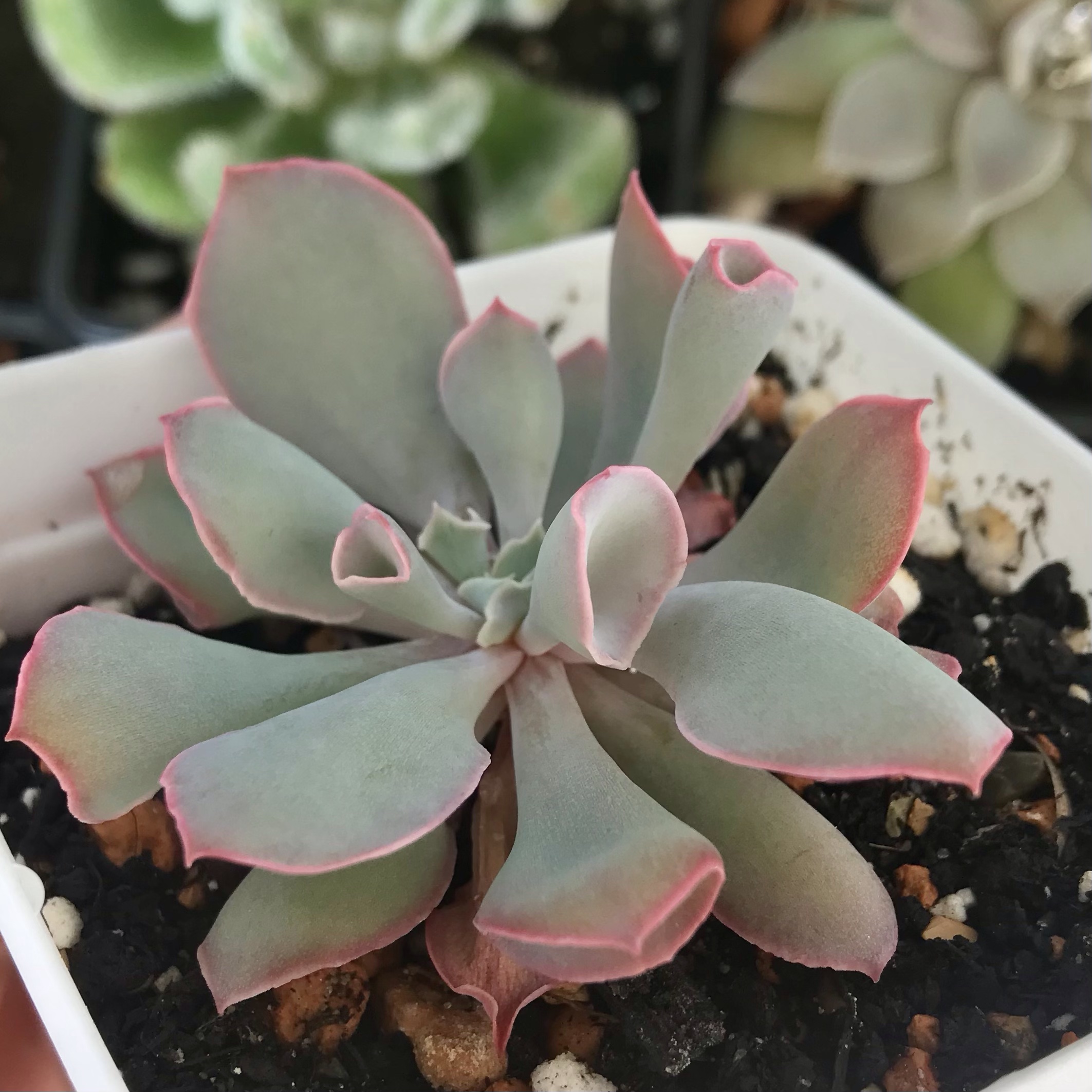 echeveria classic french trnusers サイズ2 IMG_1468_1200x1200.jpg?v=