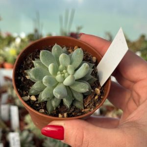 ECHEVERIA CUSPIDATA ZARAGOZAE X PACHYPHYTUM RZEDOWSKII