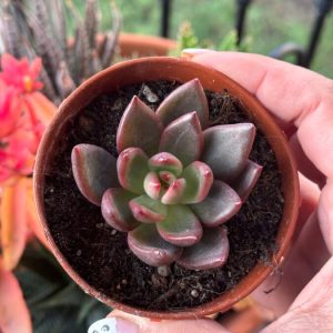 ECHEVERIA NEON ROUGE