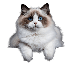 everything cats store