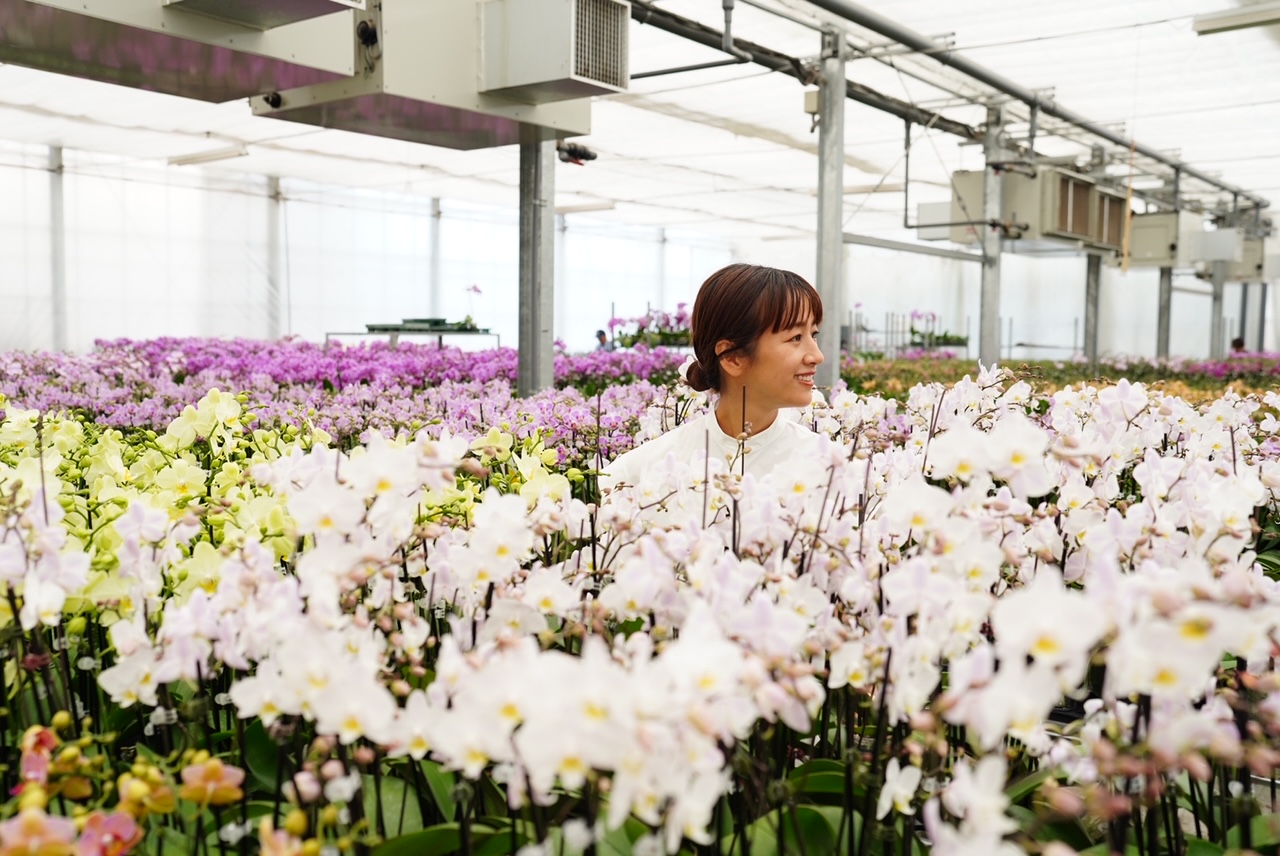 インターコンチネンタル東京ベイさんでの椎名洋ラン園さんイベントのお知らせ