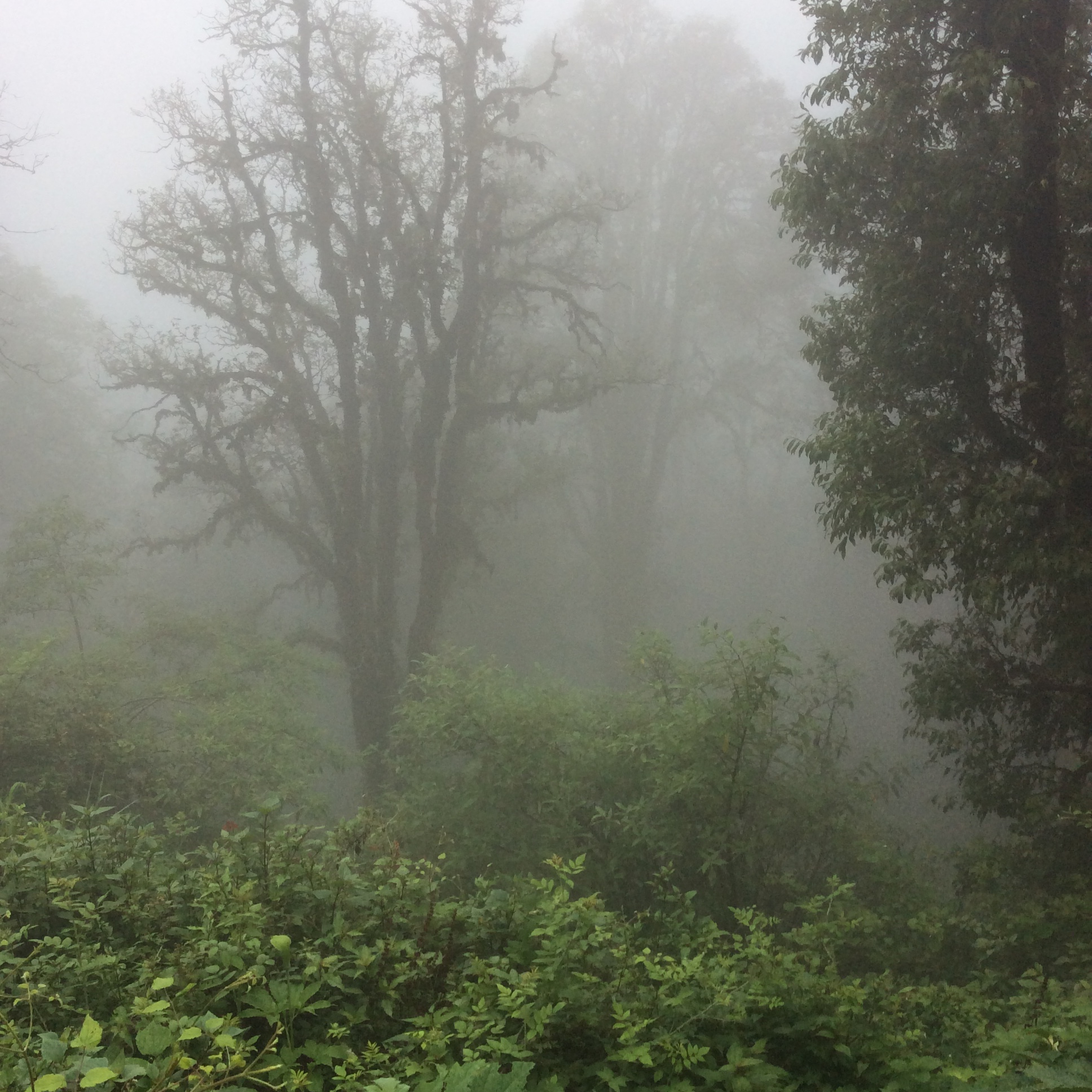 Landour, Travel, Rokeby Manor, Landour Loop, Walking Trail, Holiday In The Hills, Uttarakhand, Mussoorie