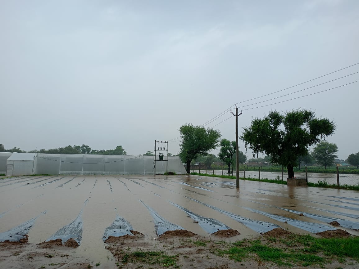 sudisha farms in monsoon rains