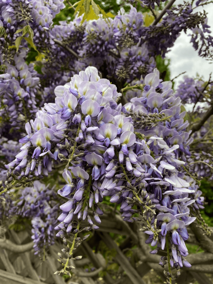 Reblog : Photo Of The Day: Purple Plumes — Chocoviv’s Lifestyle Blog