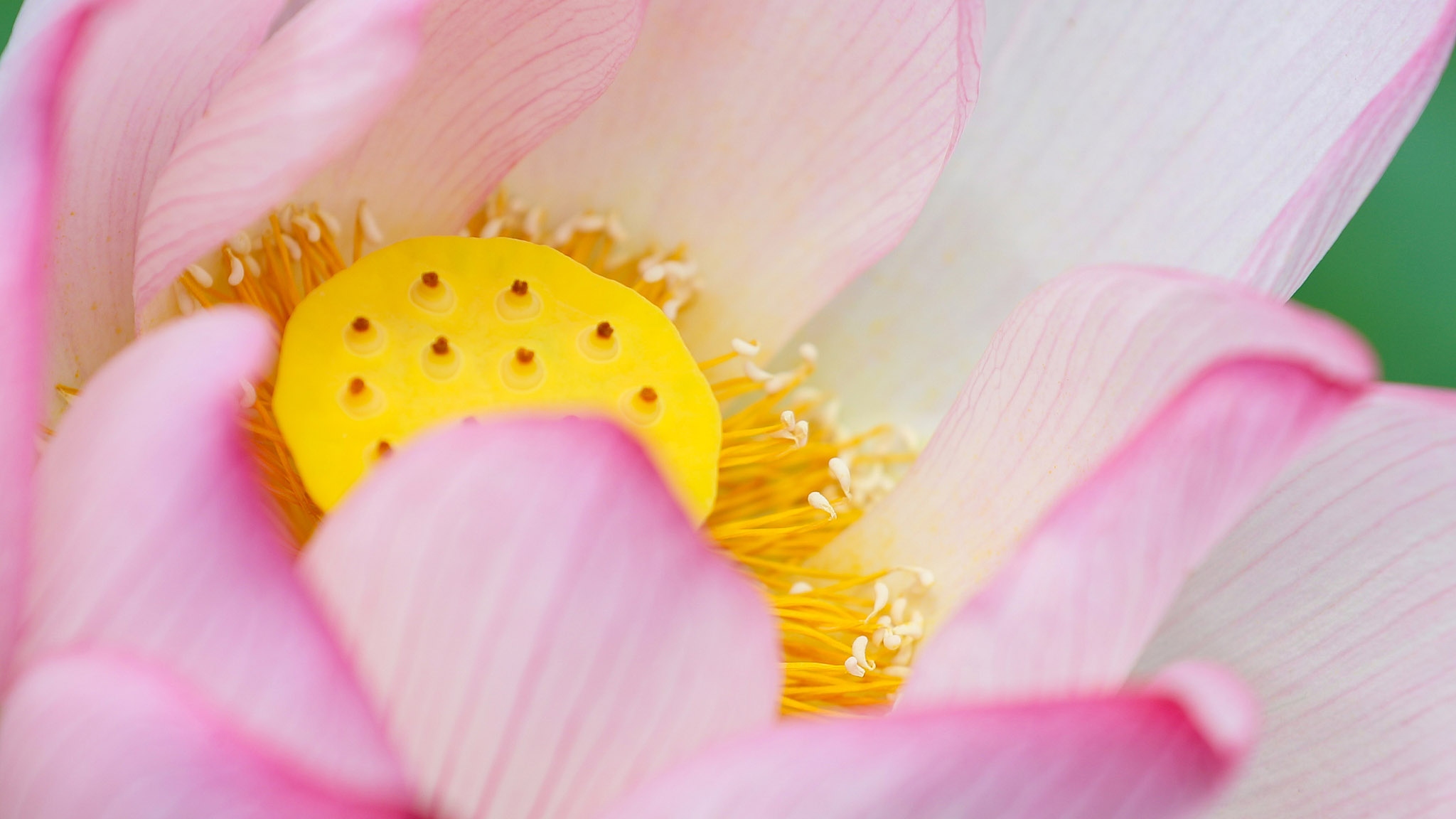 Lotus flowers bloom in  Guizhou