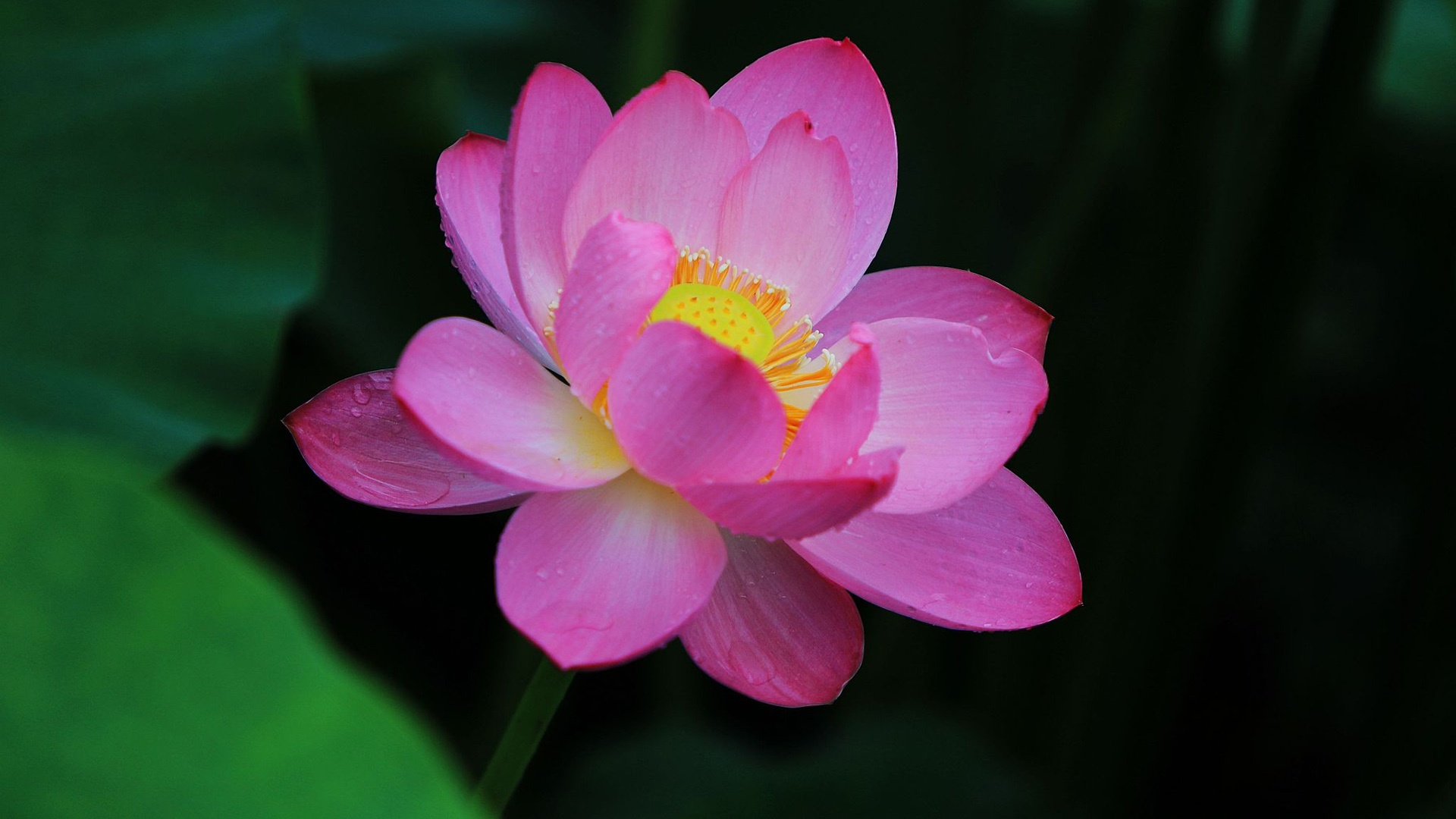 Lotus flowers bloom at Beijing park