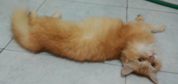 Terima kasih telah membaca dari penulis. Daftar Harga Kucing Persia Semua Jenis Terbaru Dan Lengkap