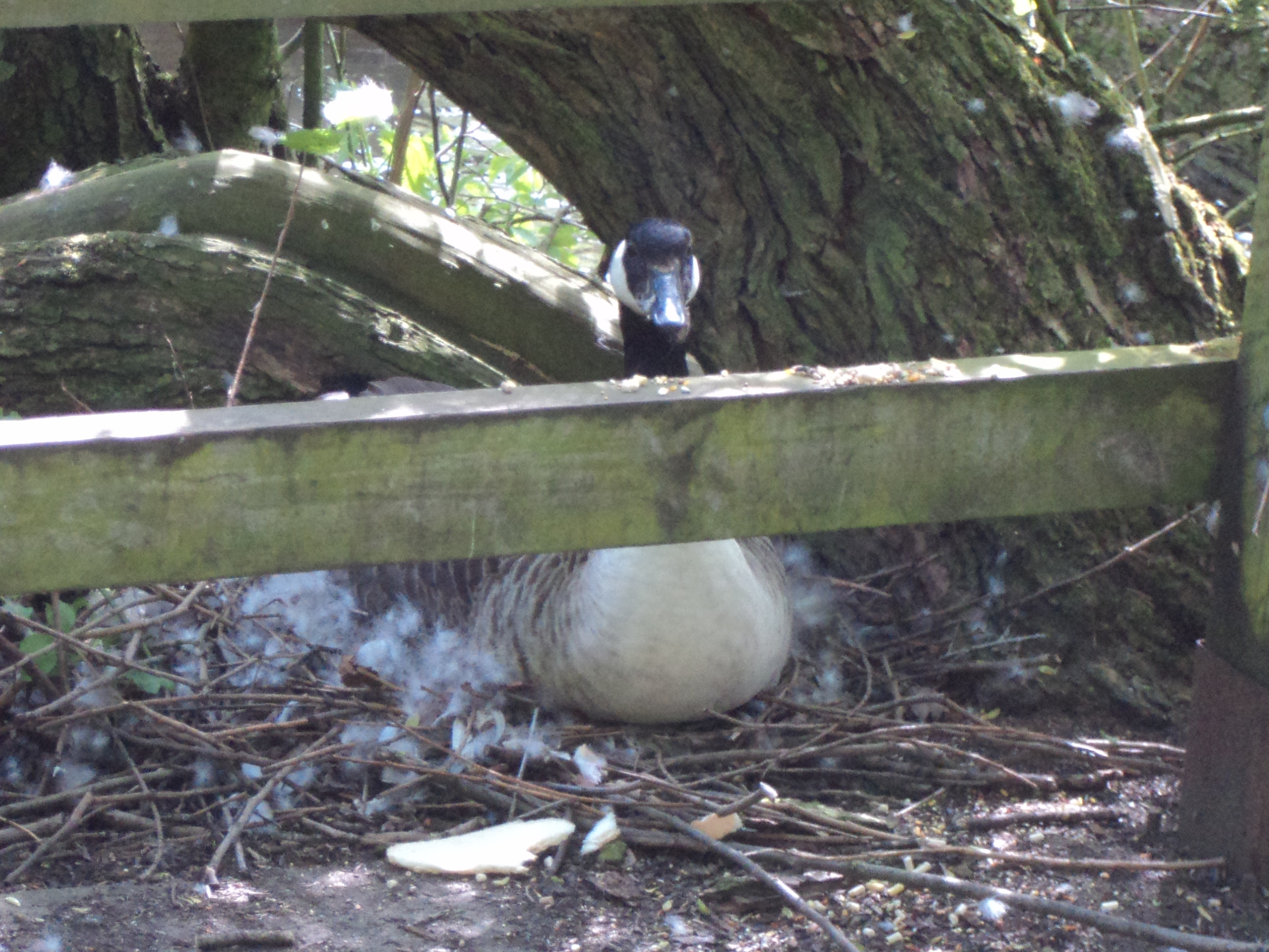 Sitting pretty on her eggs, right next to a walk way