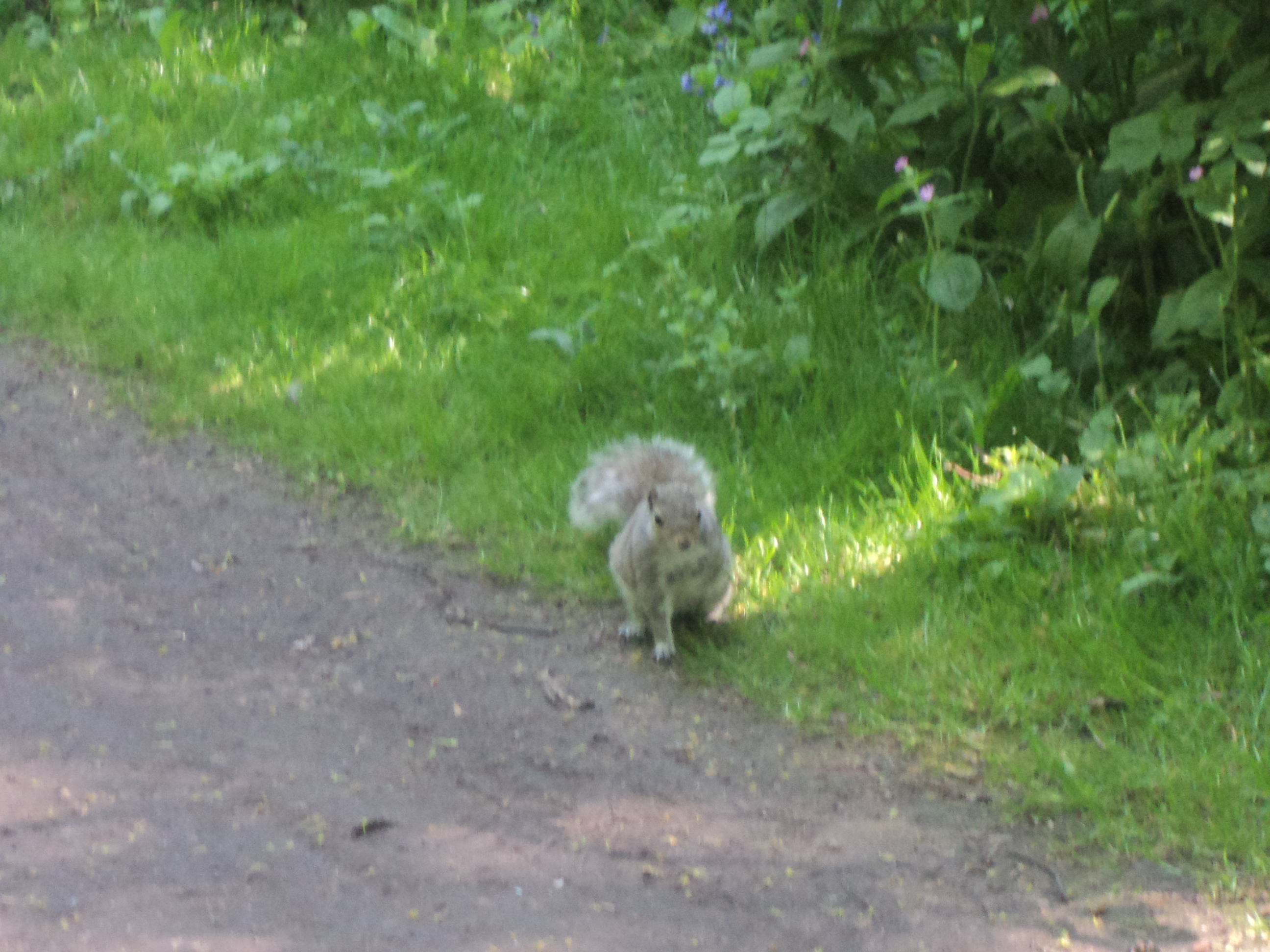 This Squirrel followed us along the path