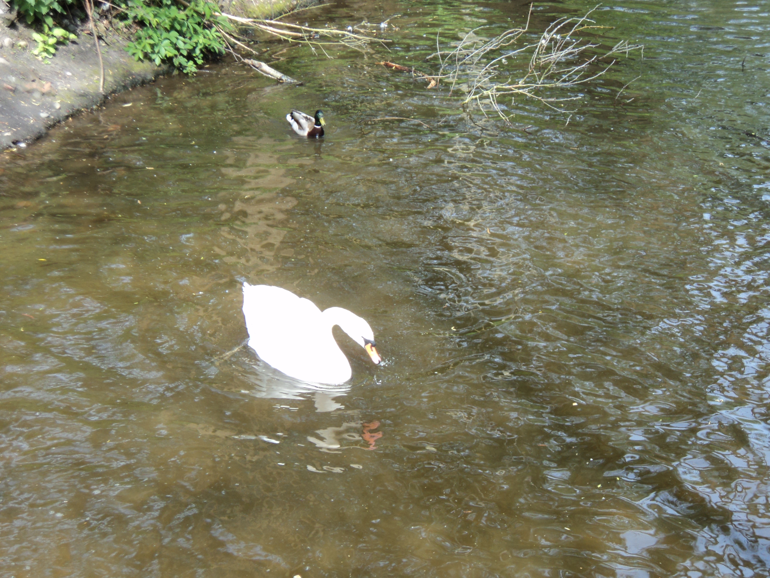 Swanning around