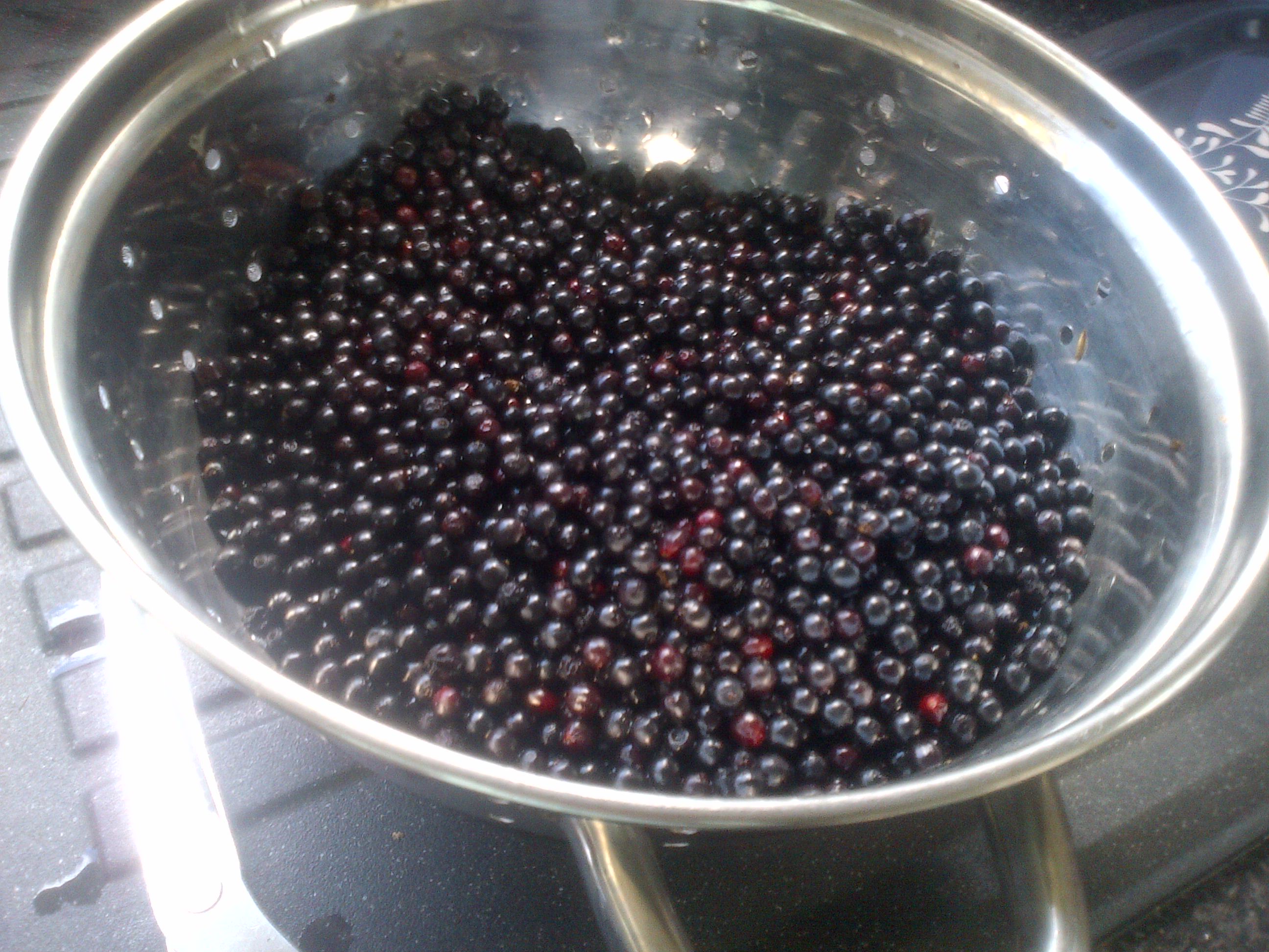 Elderberries picked sorted and washed