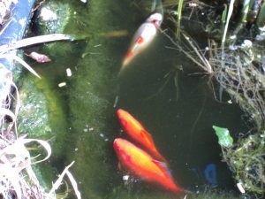 Gold fish in our pond we have 4 Here are 3