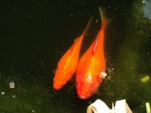 Mother and Baby side by side