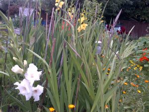 Gladioli