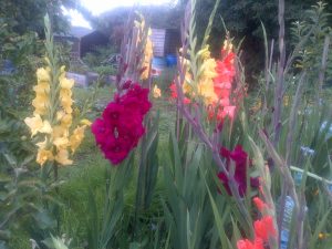 Gladioli's