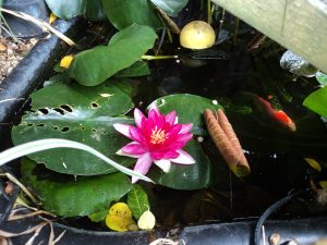 Water Lily in small fish pond in the garden