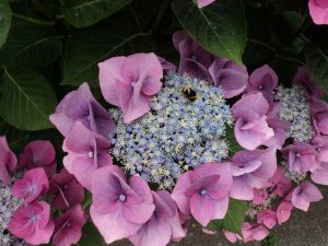 The Bumble bees just love these