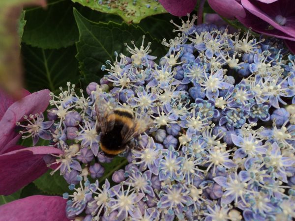 A closer look at the Bee