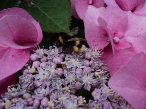 See the Pollen sacks on this Bee