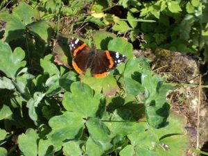 Red Admiral