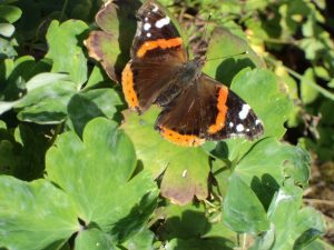 Red Admiral Butterfly